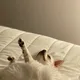 보리주인