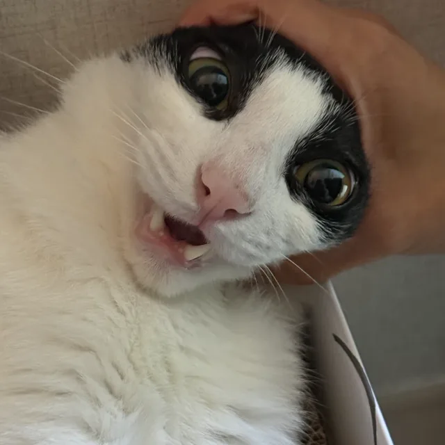 하루파파
