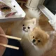 또또