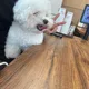 김마요