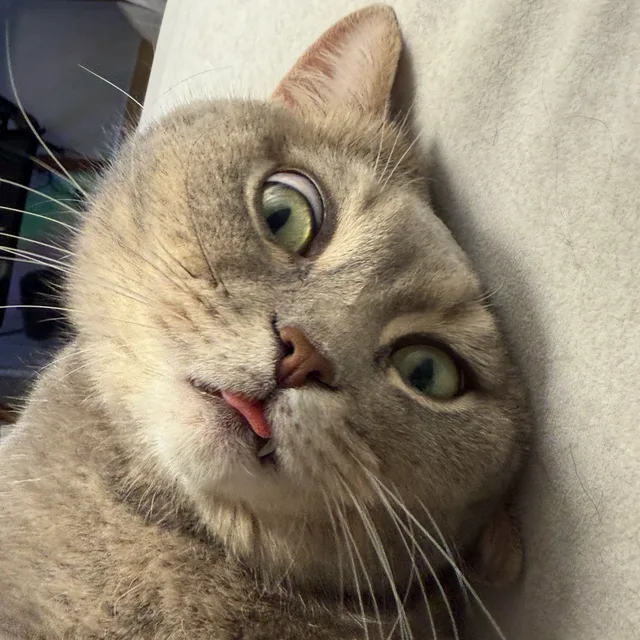 린코