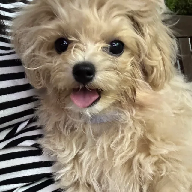 푸푸