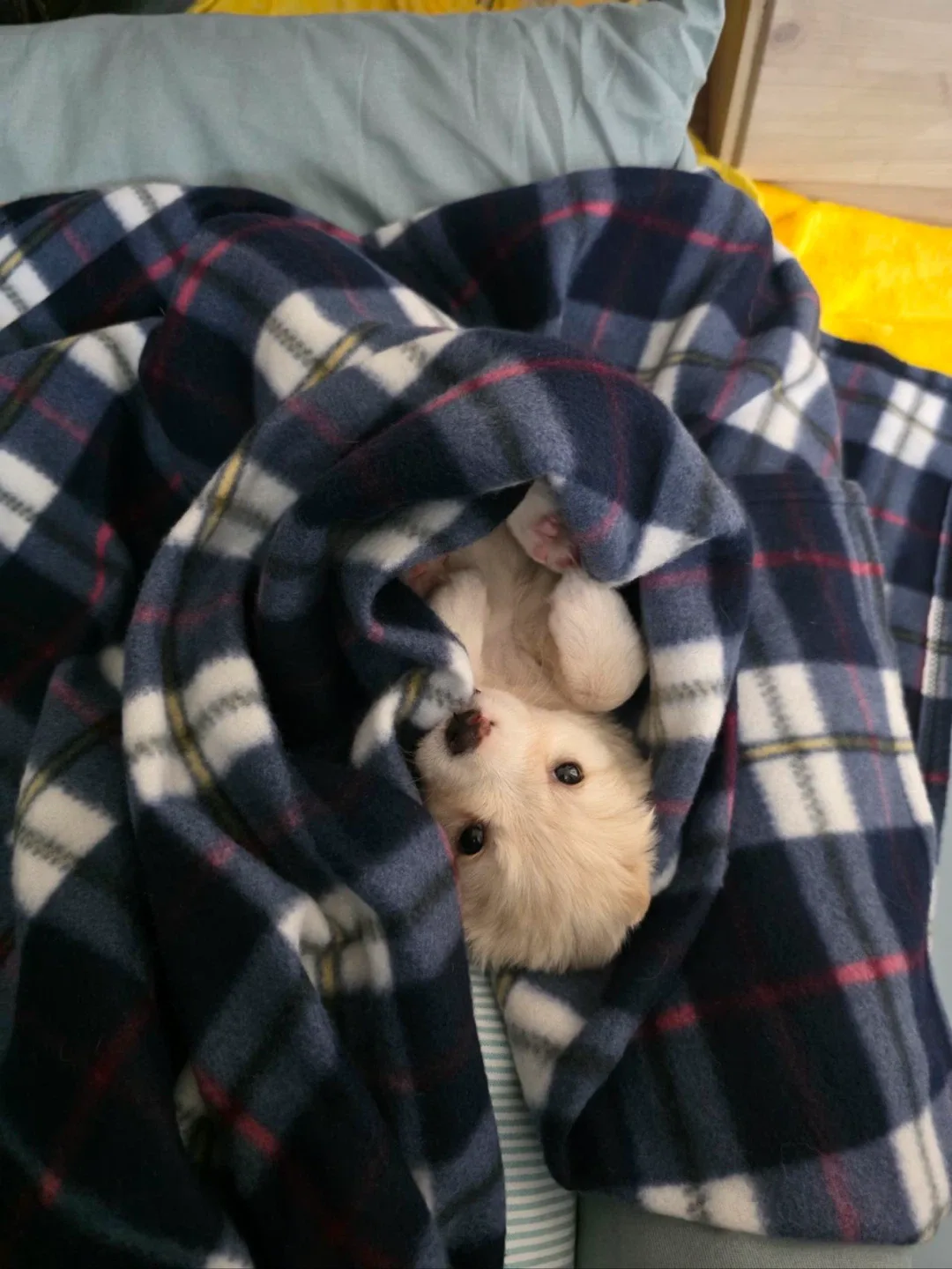 고고링