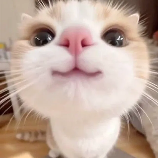 shu