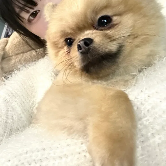 자몽몽