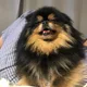 피클마노