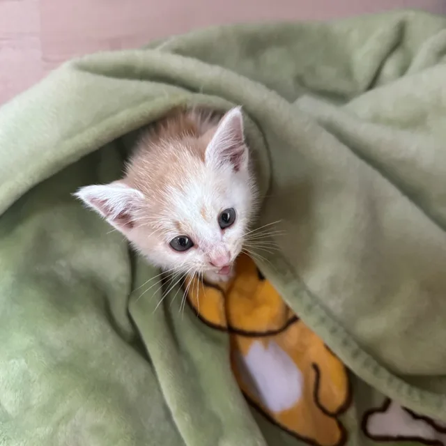 오바마