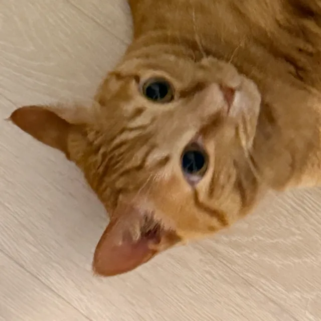 뮤우우