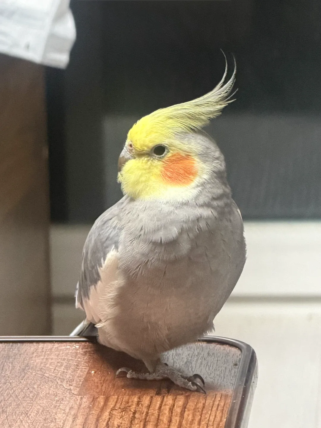 새롱