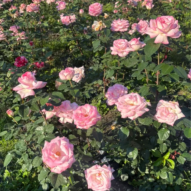 니니