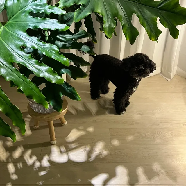 투투