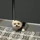 럽샷
