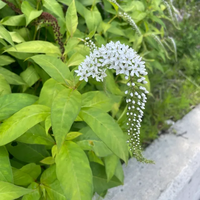 좋아용