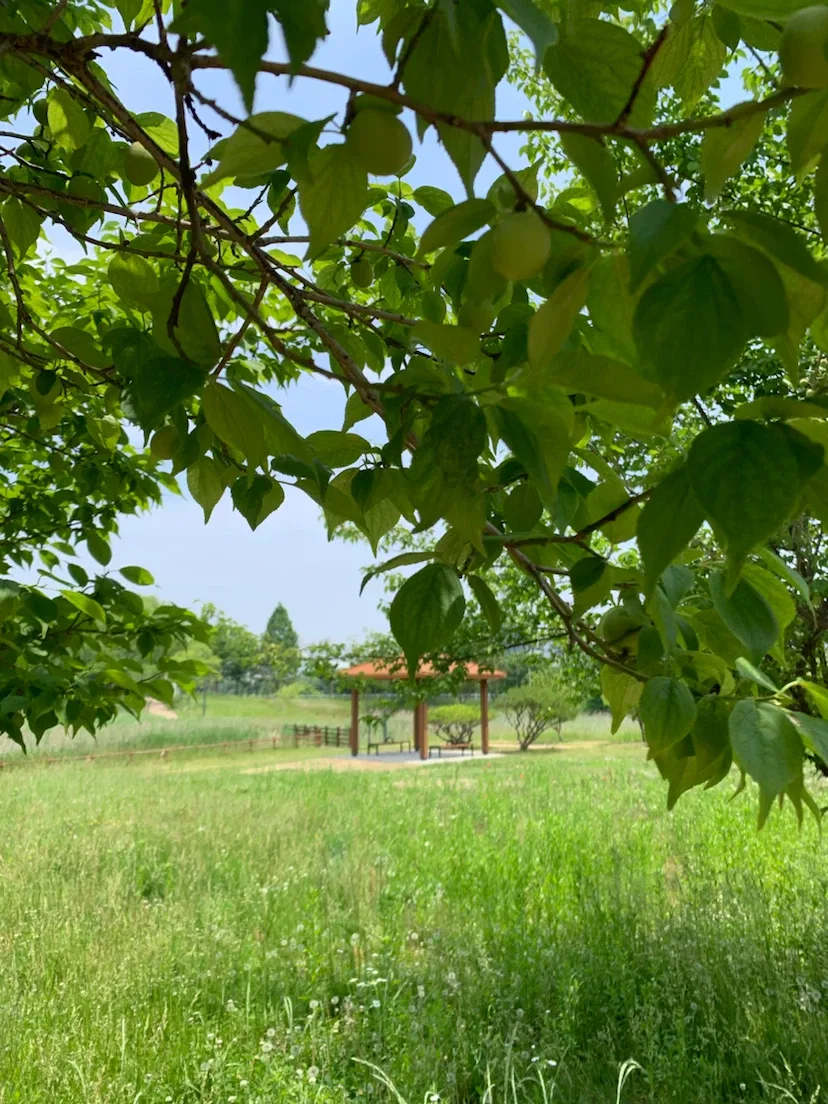 레오찡찡