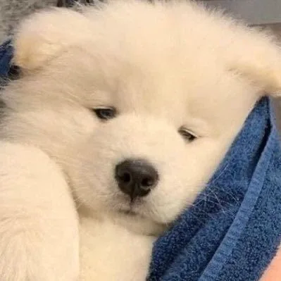 머뭉이