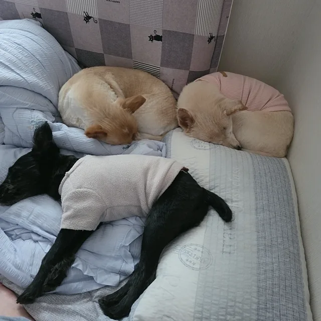 꽃길만걷길해미별