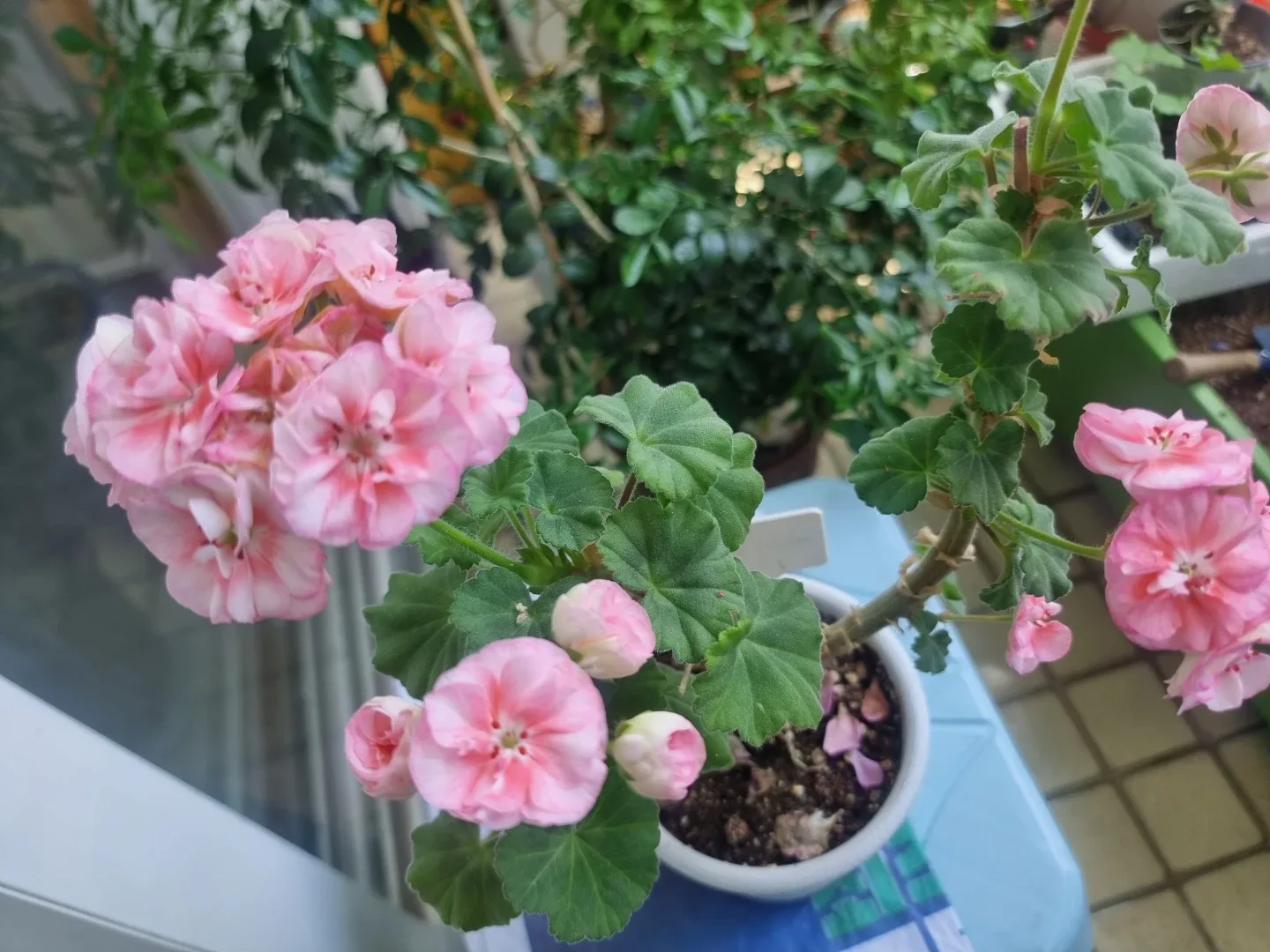 베란다화원