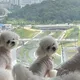 여리아리