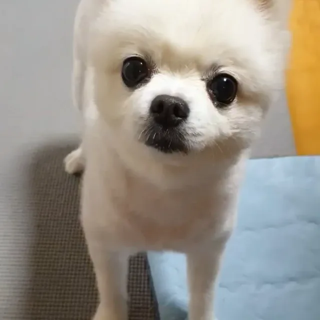 시로짱