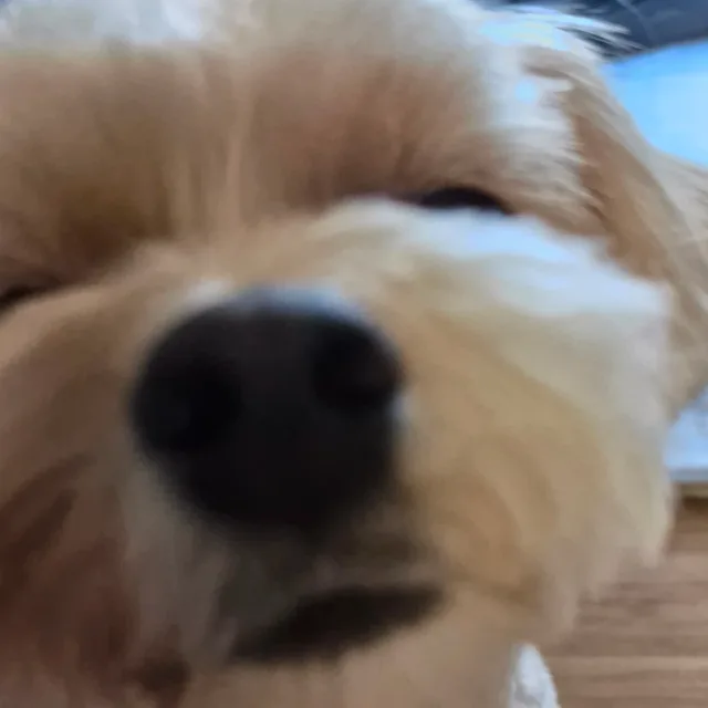 새새개개푸푸