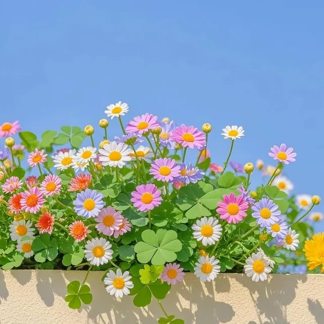콩콩