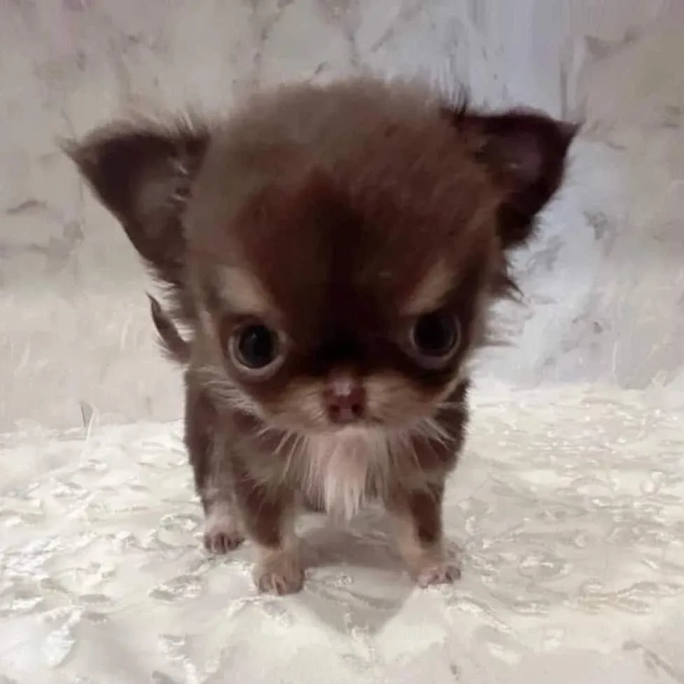 운요미