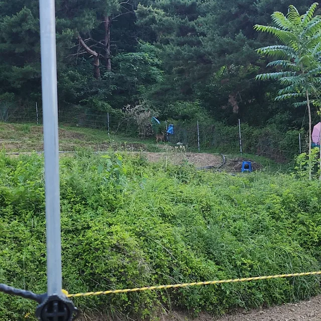 딸기산소