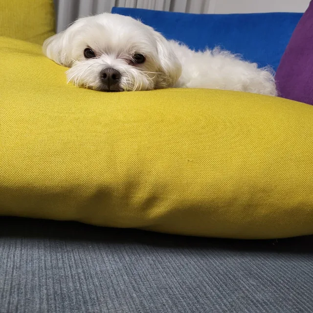 안빈낙도