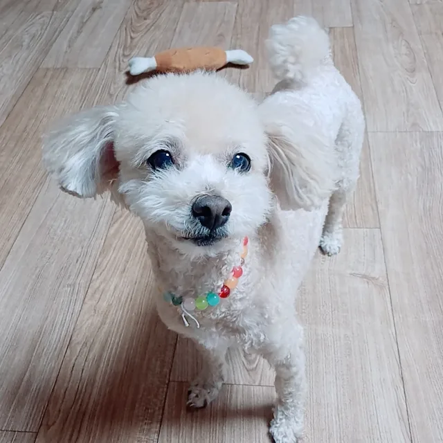또치