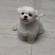 맹달이