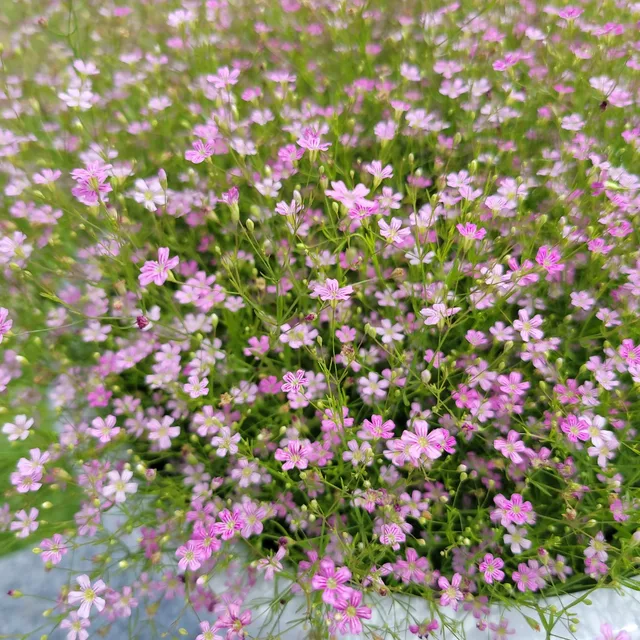 당근좋아요