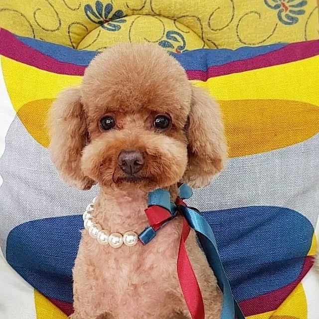 암살자두두