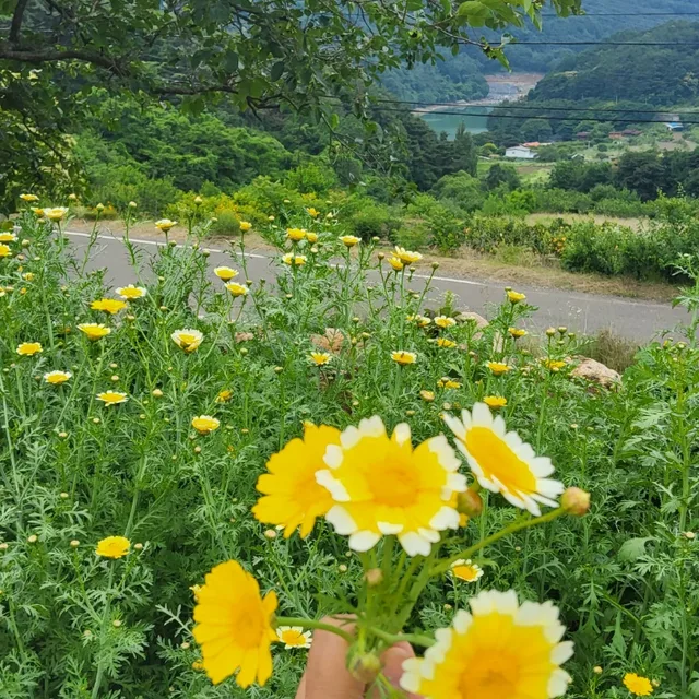 만세