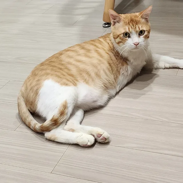 냥이엄니