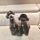 로비니