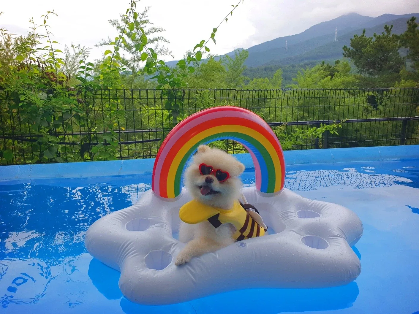 솜이