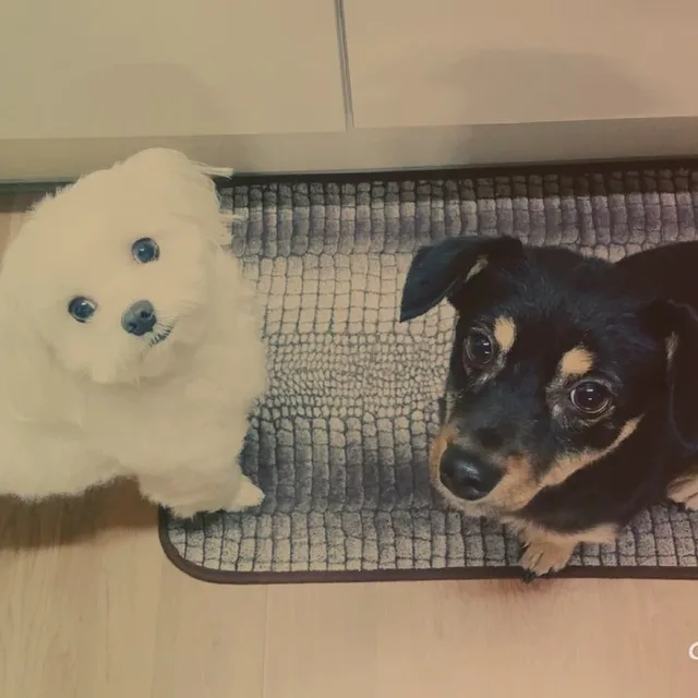 바람난자매