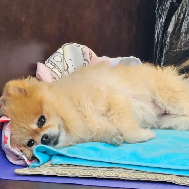 BORA