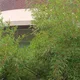 littlegarden