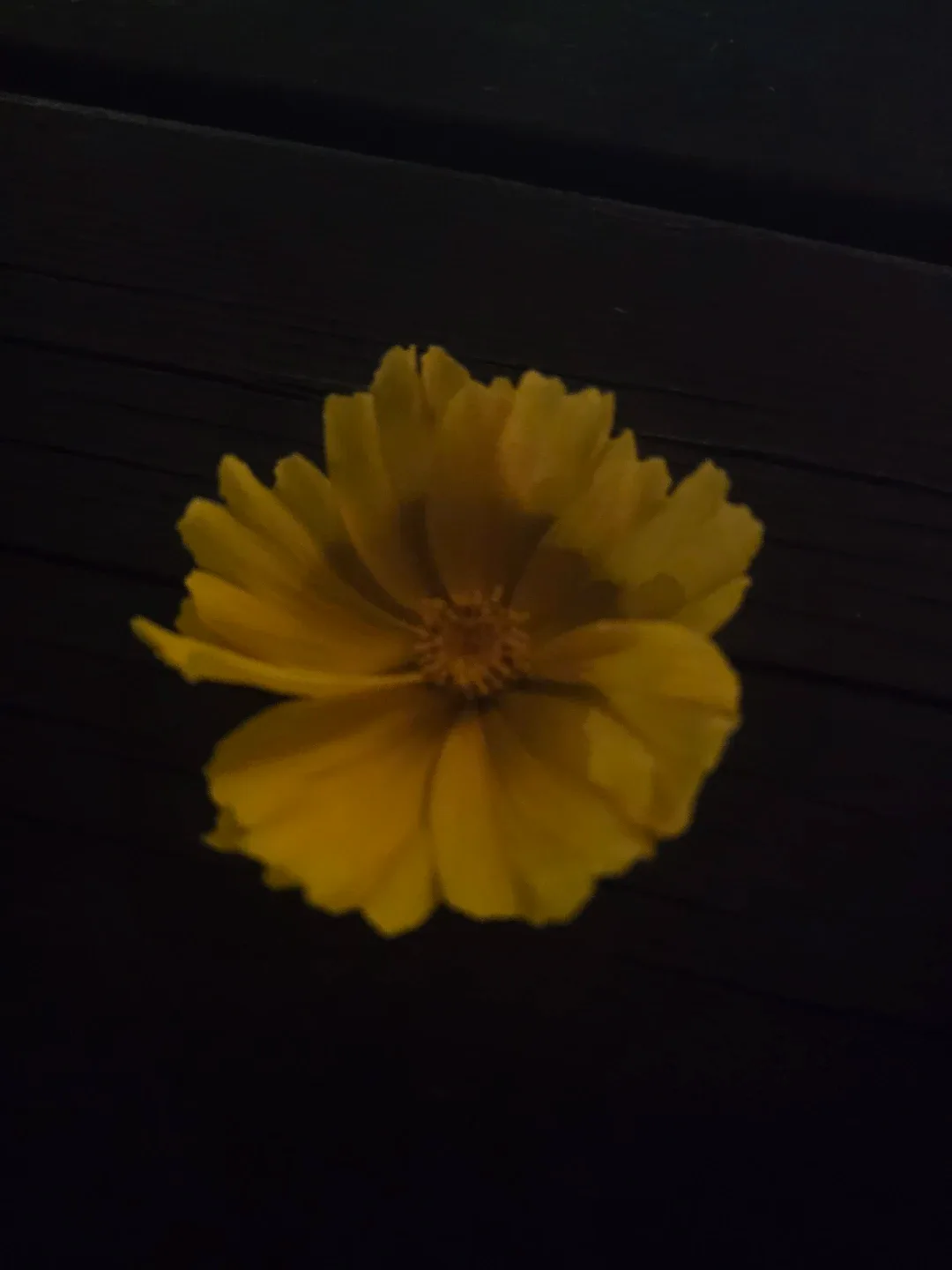 풍자