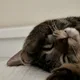 복희