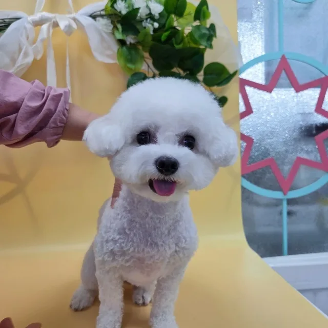 모하뭉치