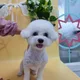 모하뭉치