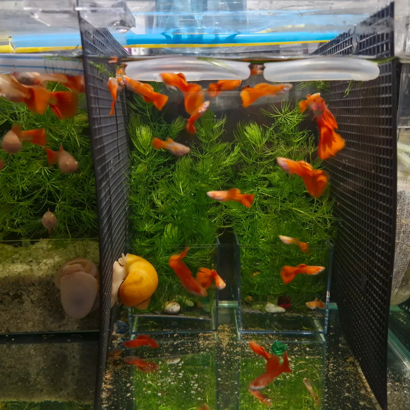 캐롯
