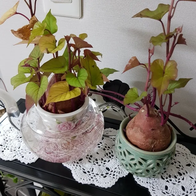 그래그러자