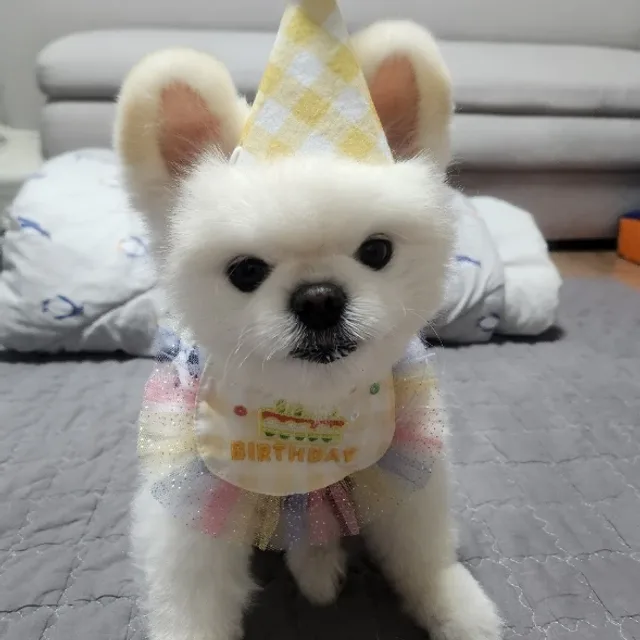 케어중