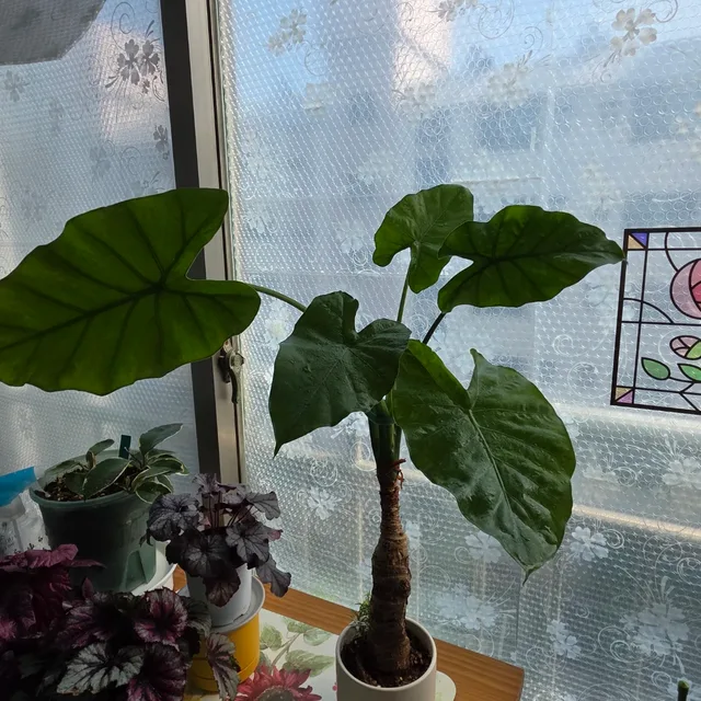 suny사랑초