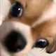 송치