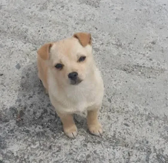 히릿