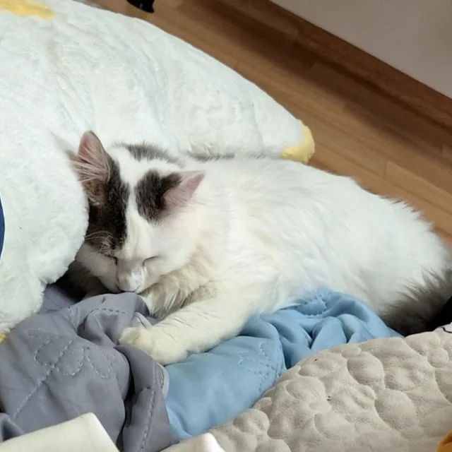 흑마탄공주